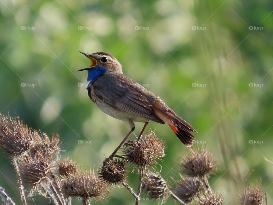 Singing bird in a summer meadow