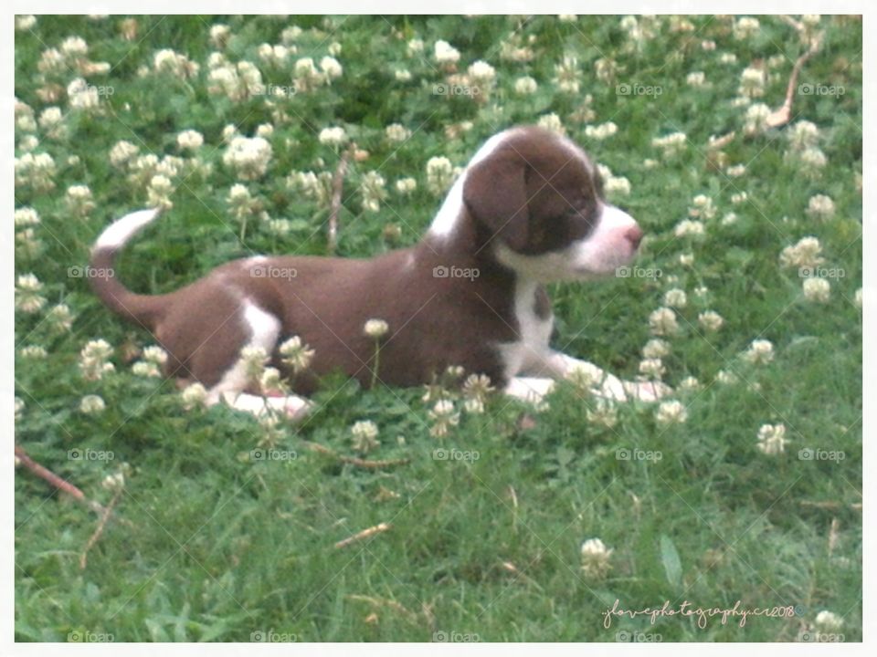 little pup in the field