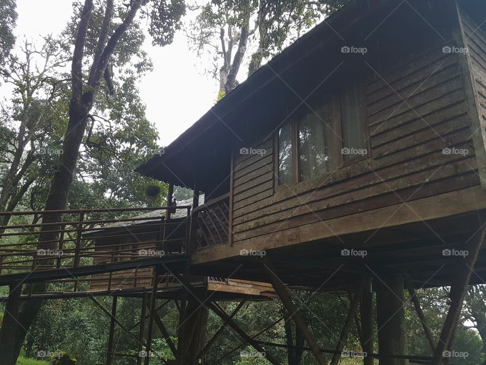 Cool tree house in munnar