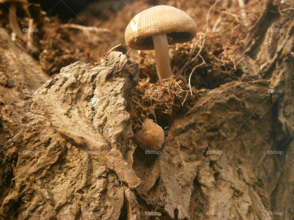 mushroom in tree
