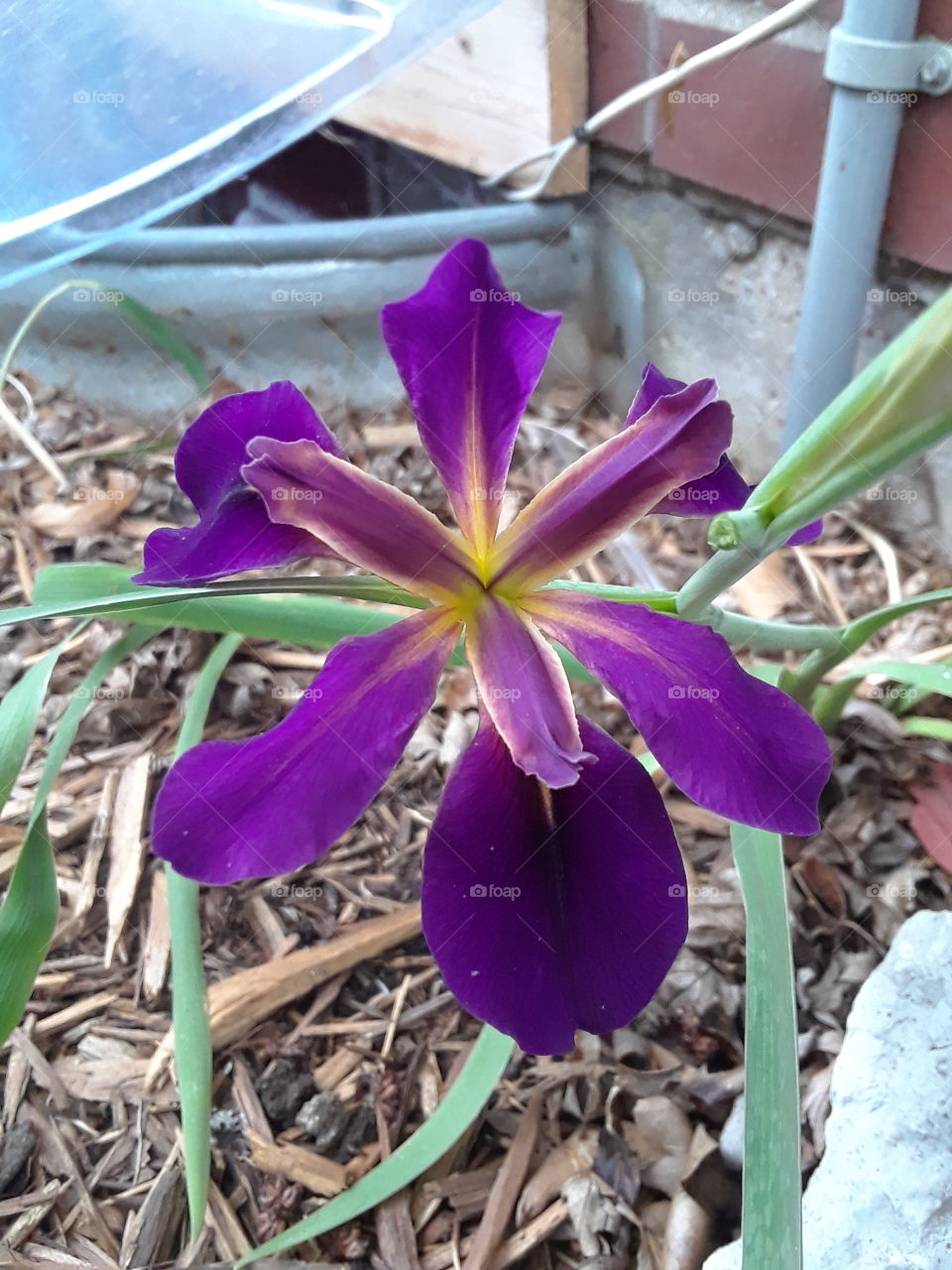 Japanese Iris purple