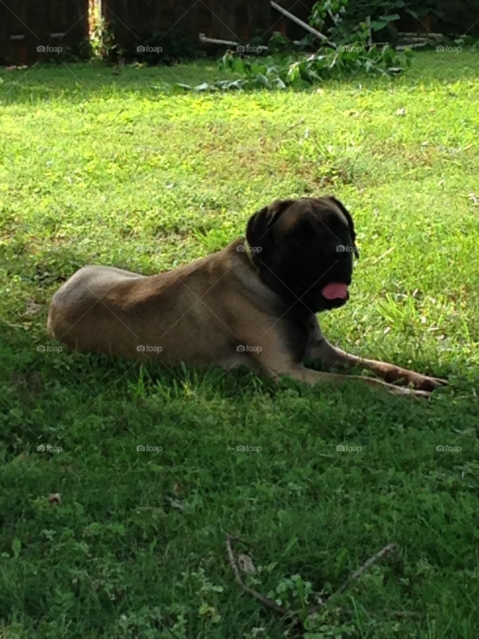 English Mastiff 