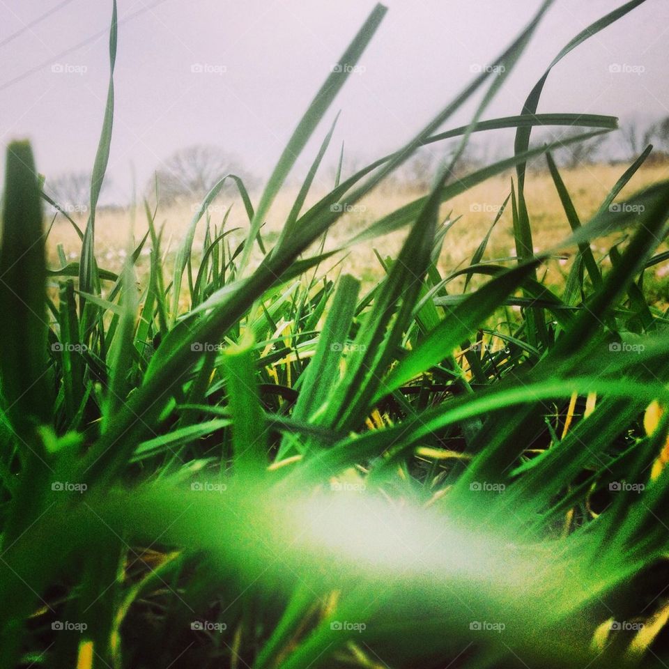 Grass view