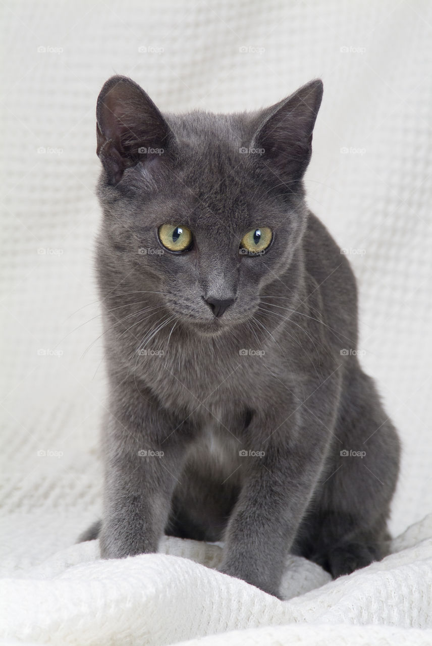 Black cat on White background