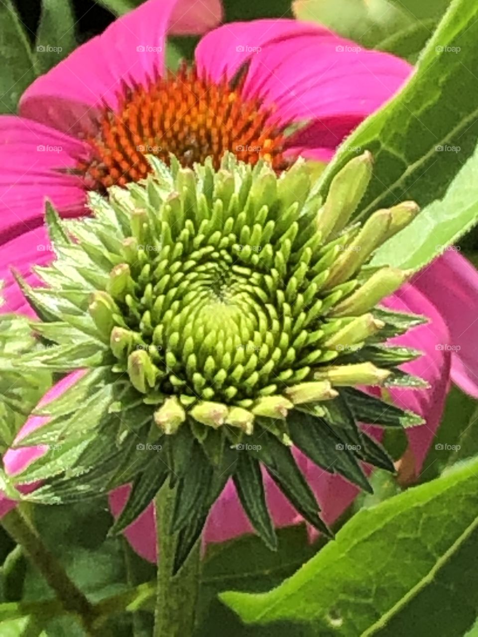 Coneflower not quite in bloom