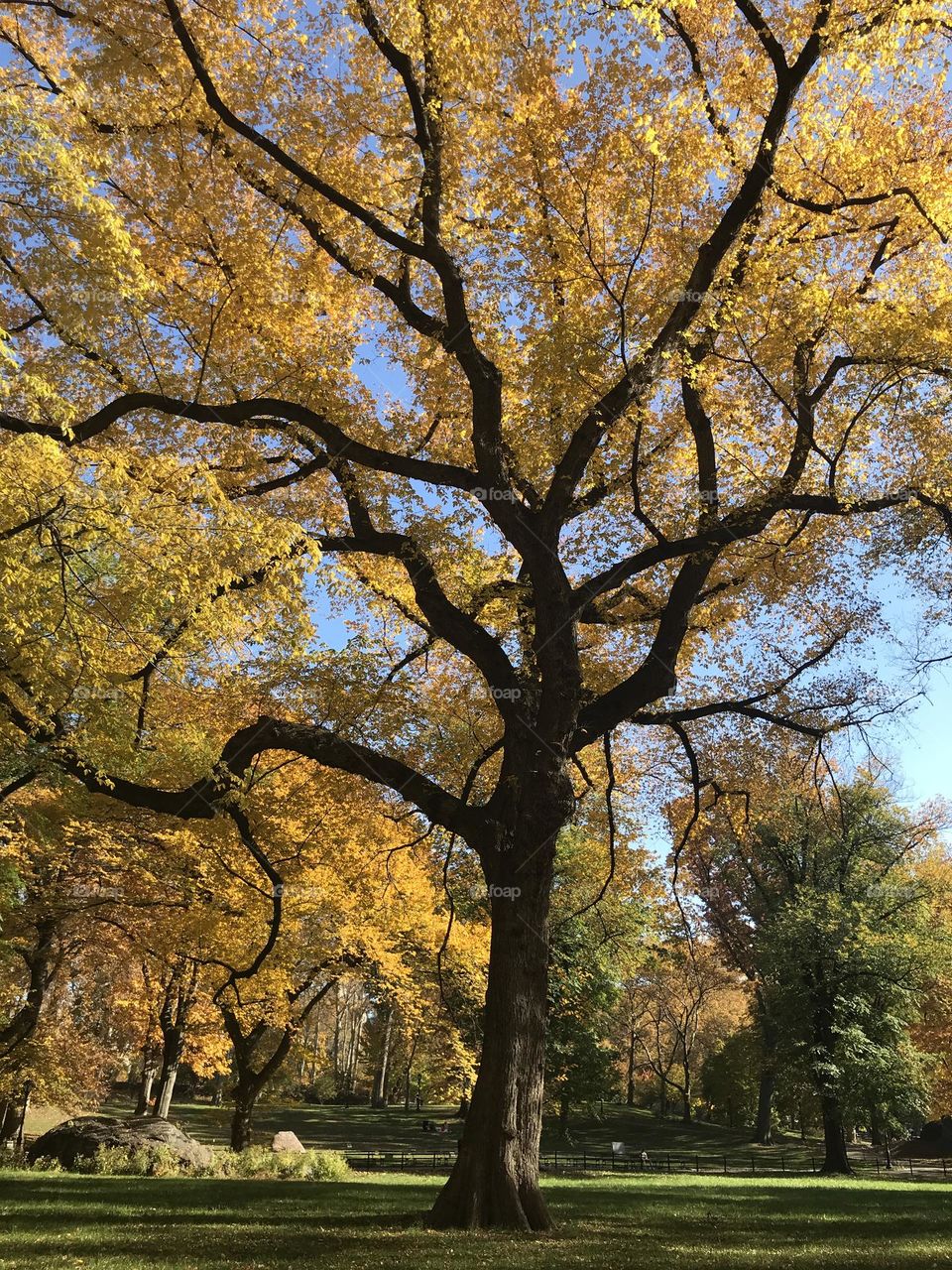 Closeup of magnificent tree in autumn