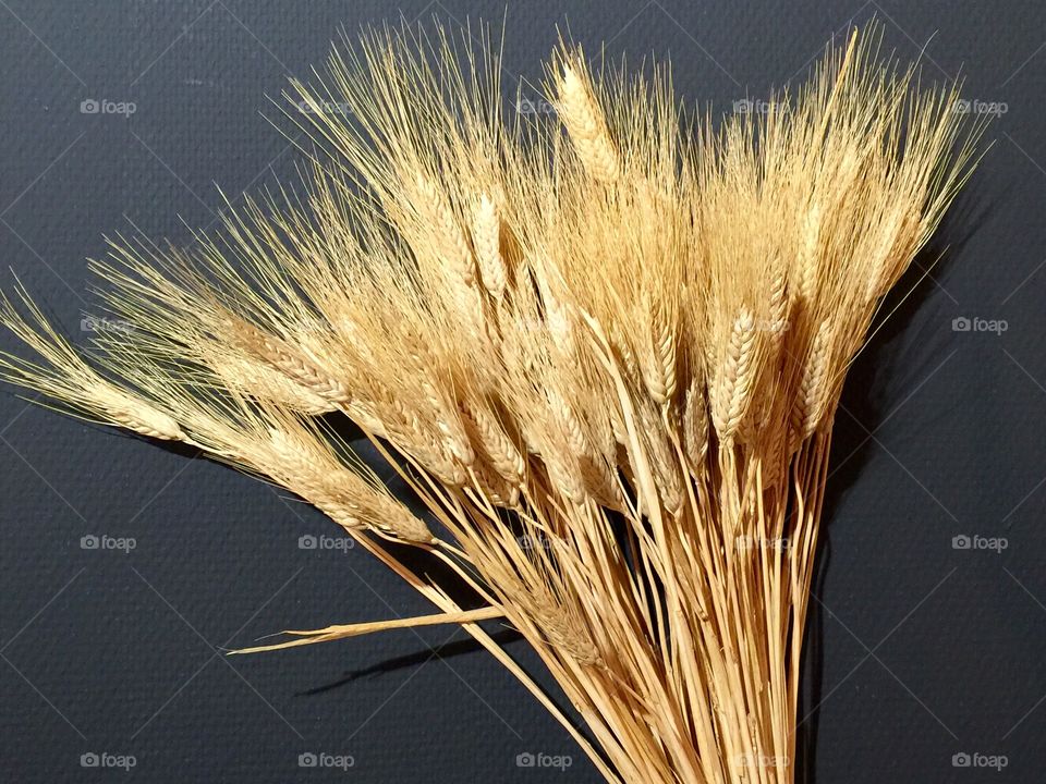 Studio shot of dry wheat plant