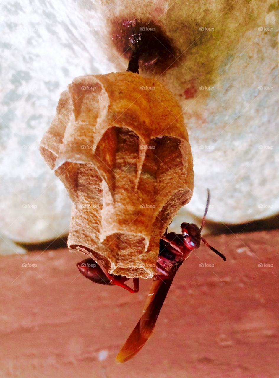 Bee beebetle in home