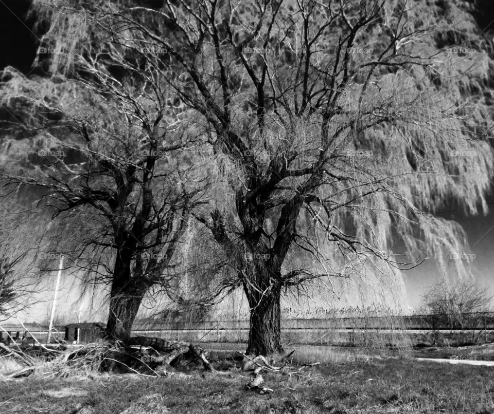 Willows
