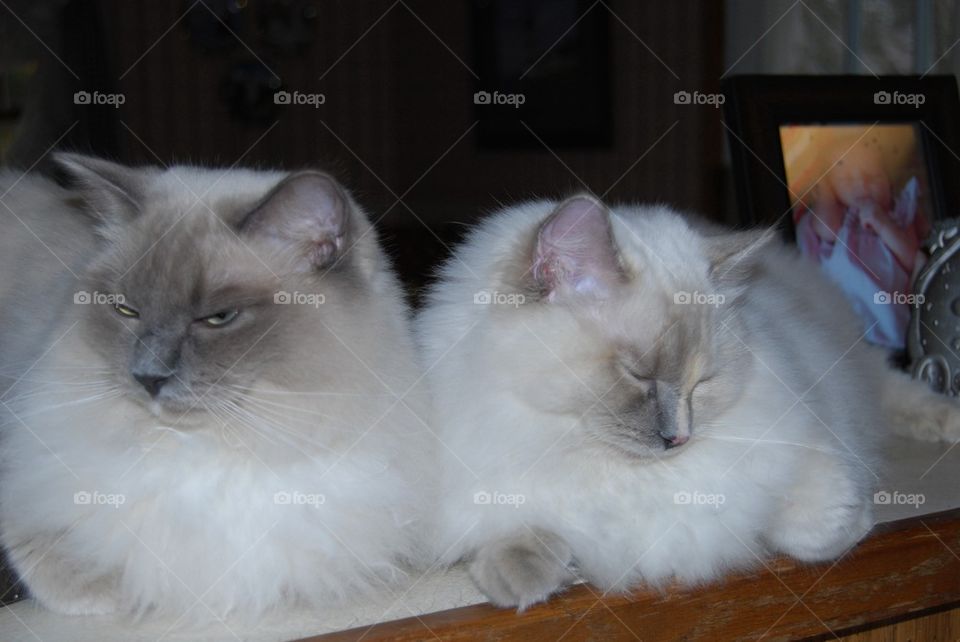 Ragdoll cats