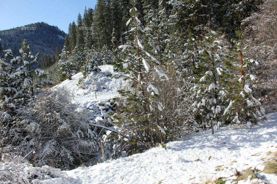 Frozen trees in winter