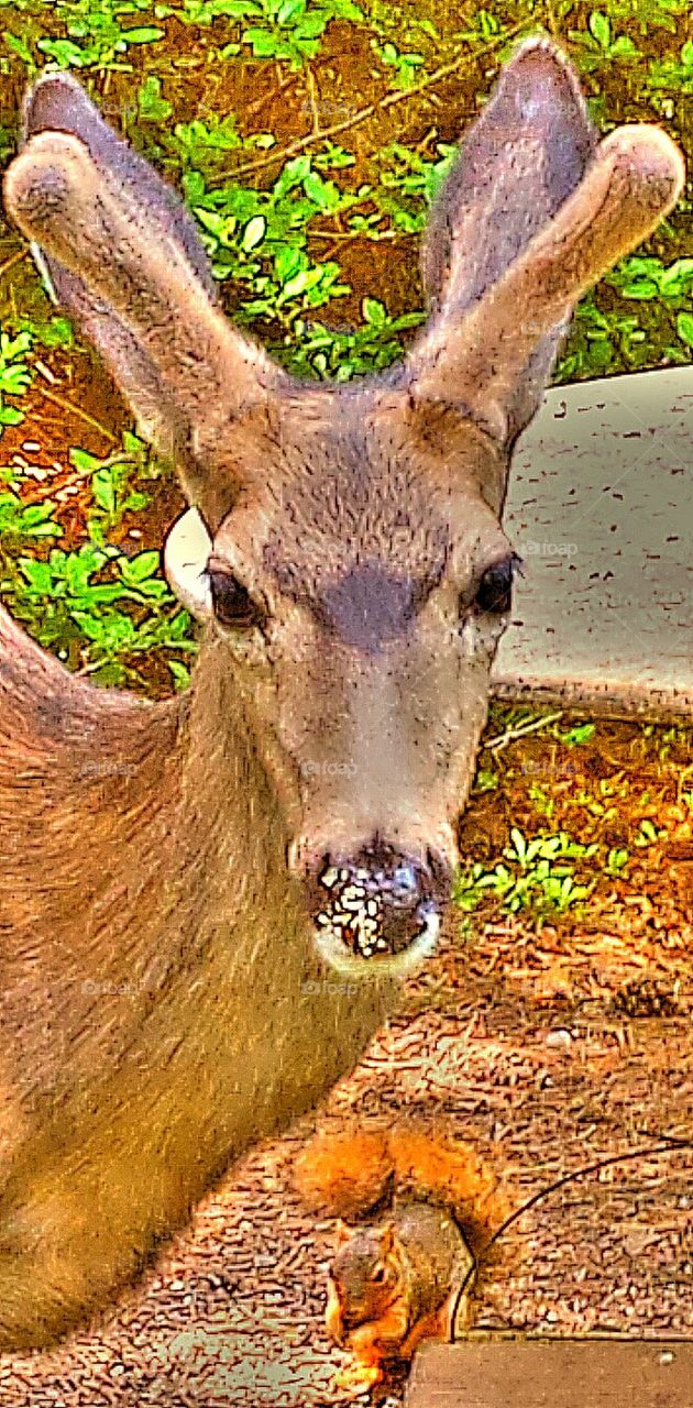 "Young Buck & Squirrel"