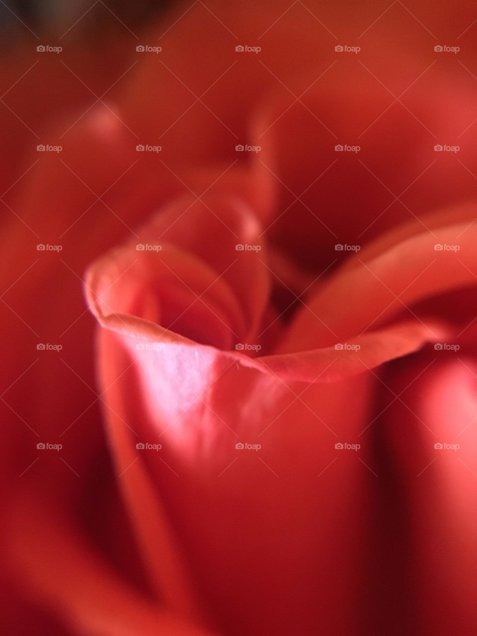 Rose closeup