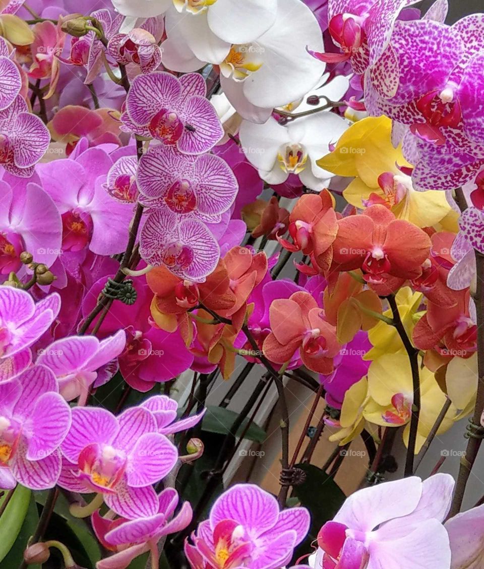 color love to various phalaenopsis.