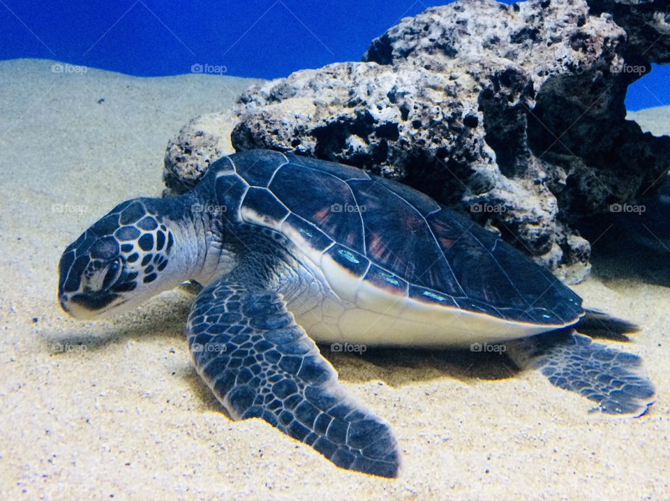 Amazing photo from Hawaii, every where you look here is just another gorgeous photo op! Sea turtle!