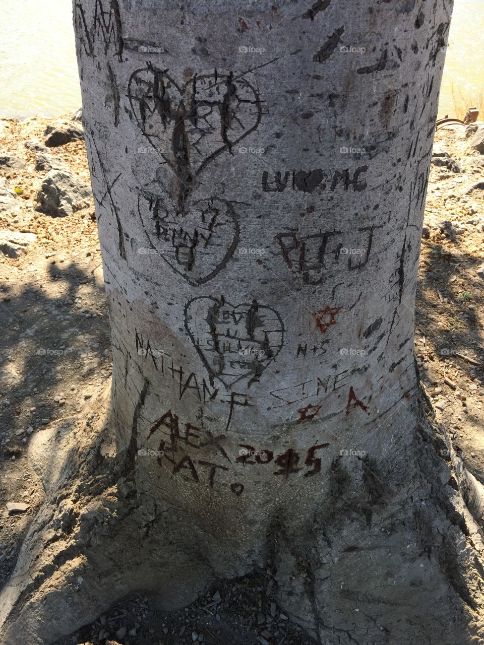 Tree of love