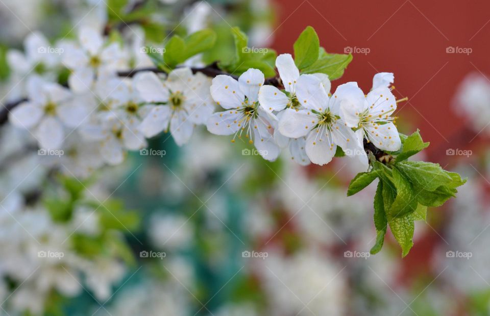 blooming tree spring nature