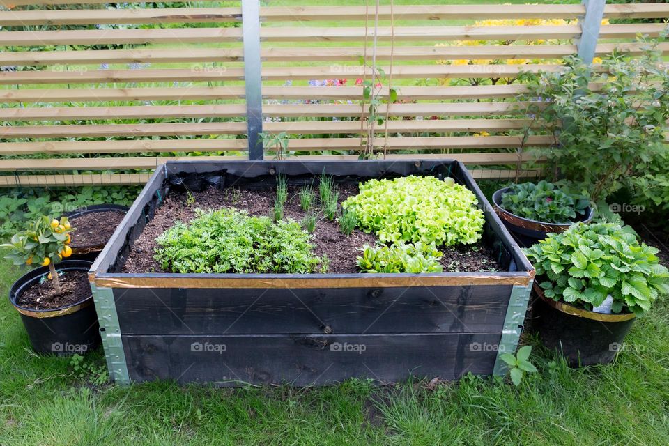Growing my own vegetables and berries in a wooden pallet and pots in the garden 