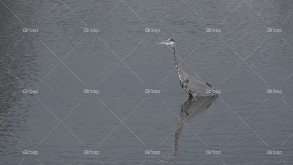 Blue Heron wading in water