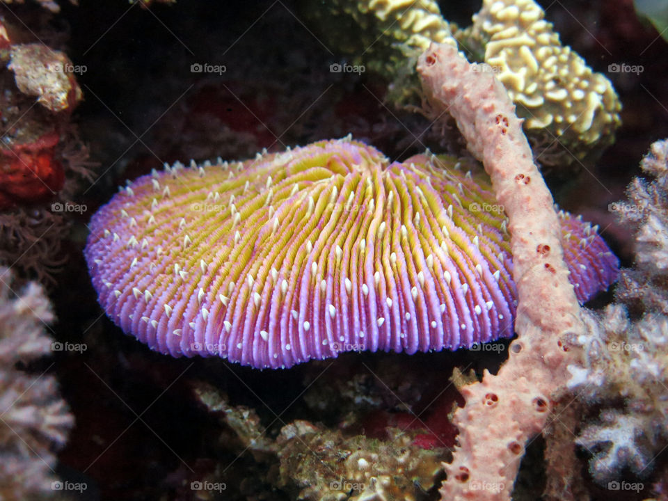 Brilliant Coral