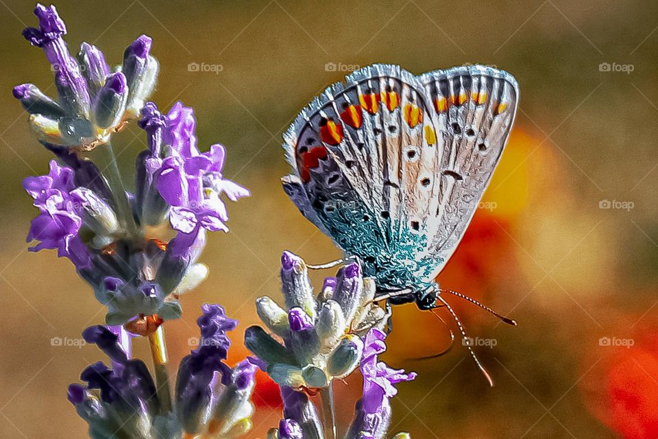 Blue moth butterflie at the lavander flower- autumn