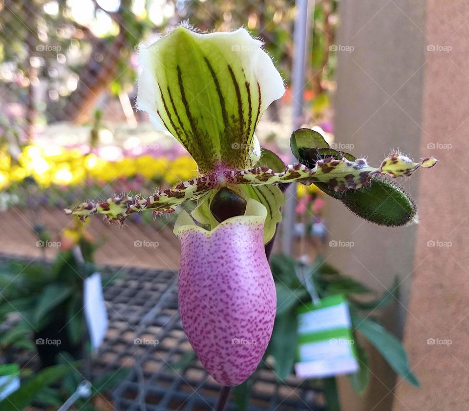 lady slipper. slipper orchid.