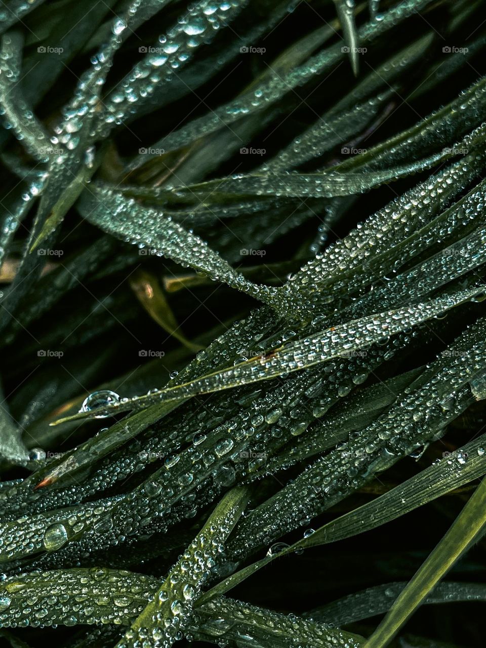 Green grass after rain