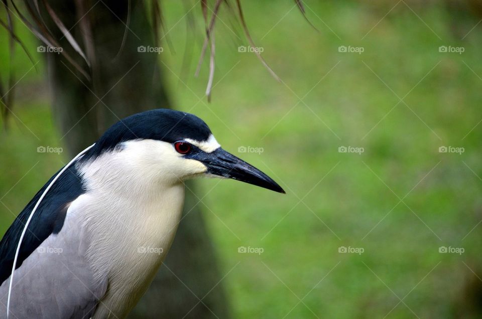 Close-up of bird