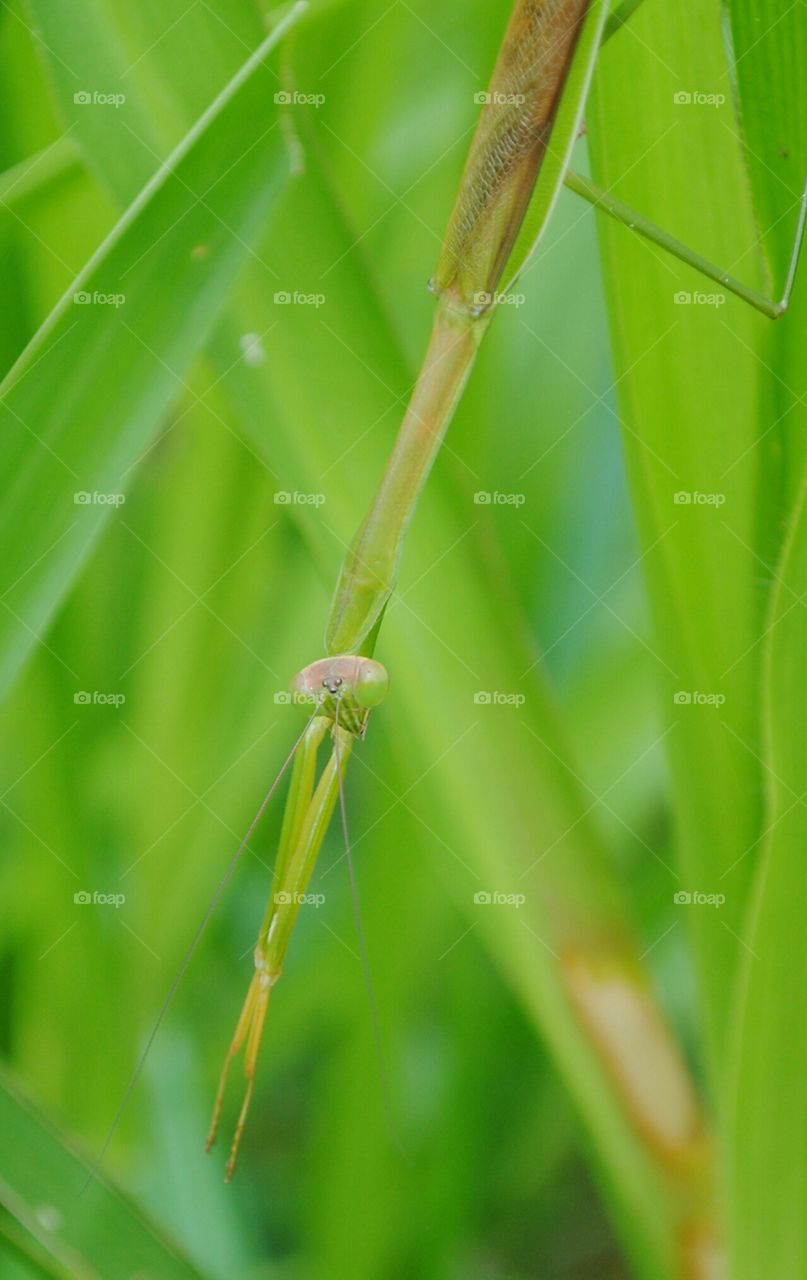 a mantis in disguise