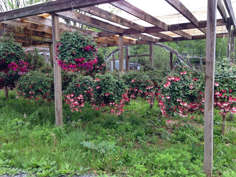 Hanging flowers in upstate NY