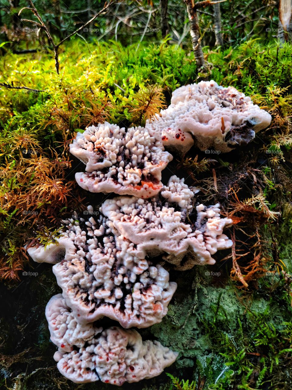 Huge white mushrooms leaking red goop