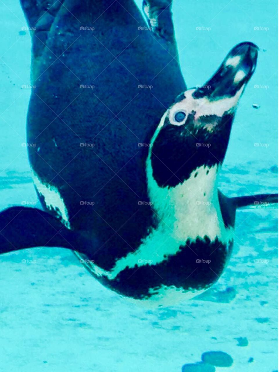 Underwater penguin central close up 