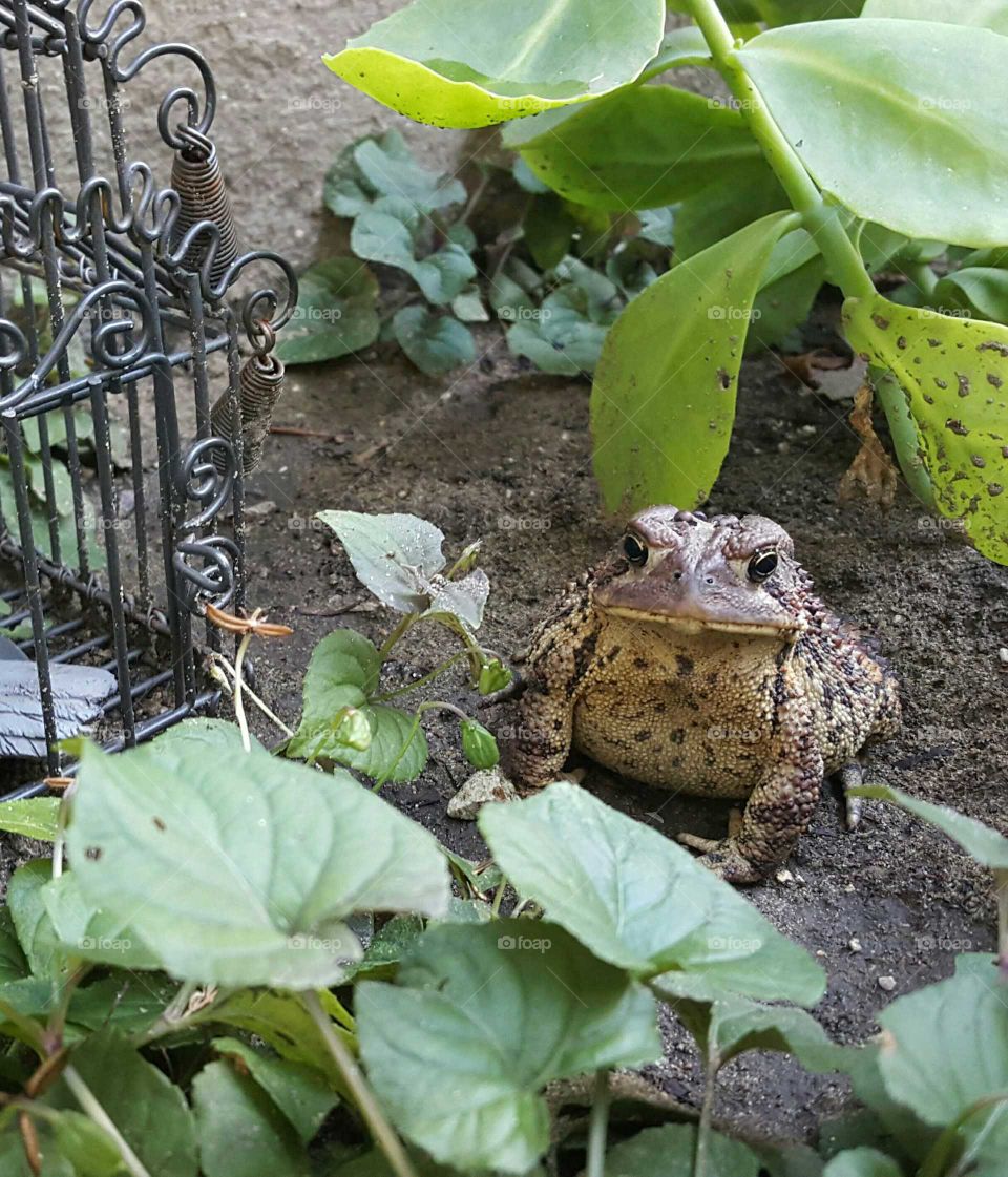 King Toad in the Garden