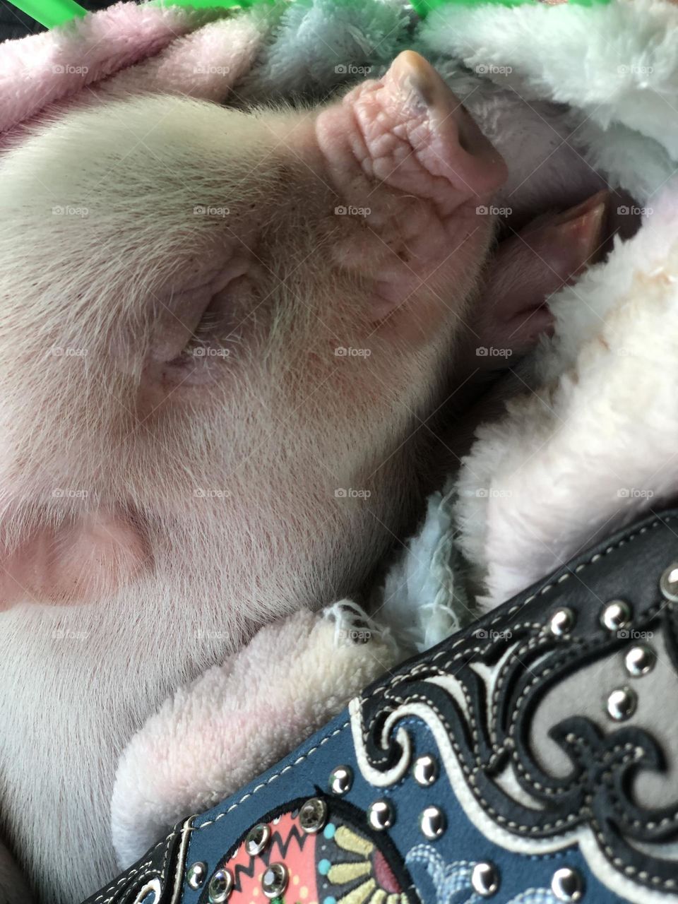 Baby sleeping piggy 