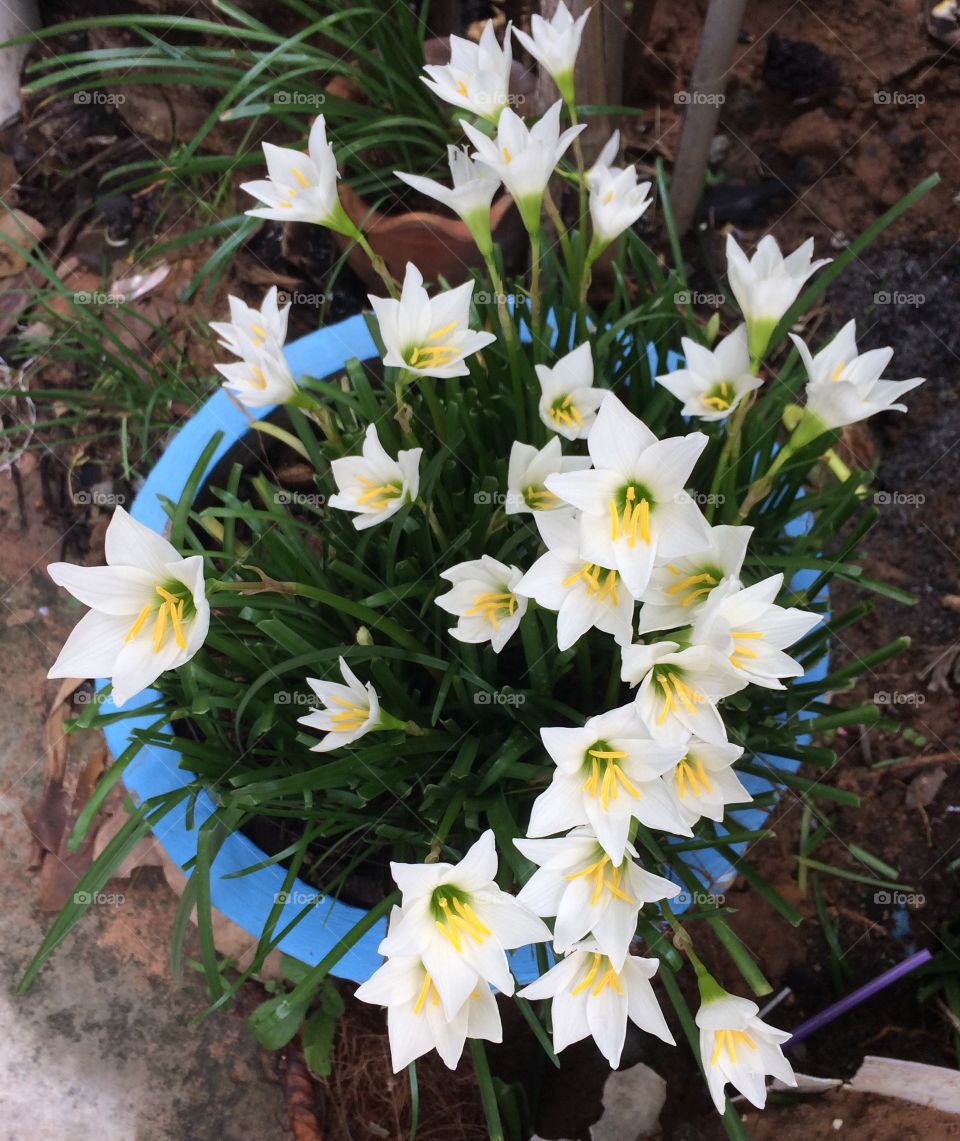 Tiny white lilies 