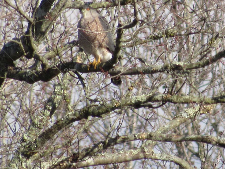 Cooper's Hawk