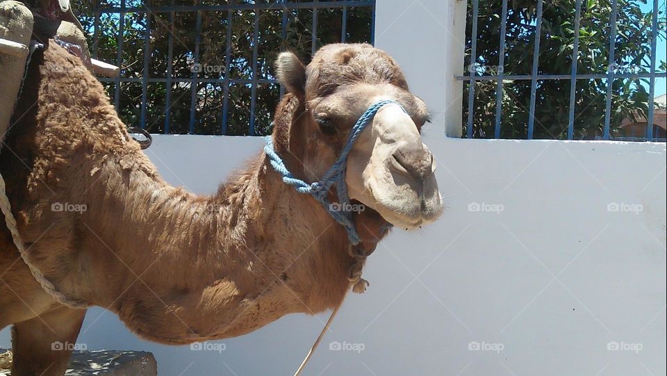 Beautiful head of brown camel.