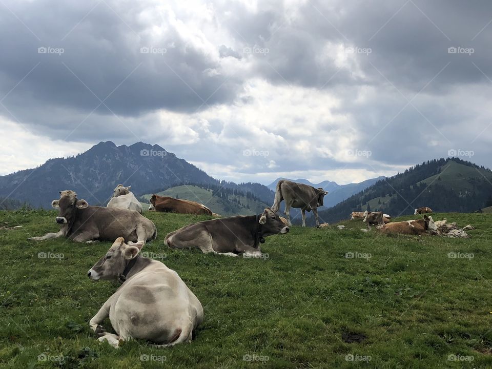 Field of cows in Bavaria 3