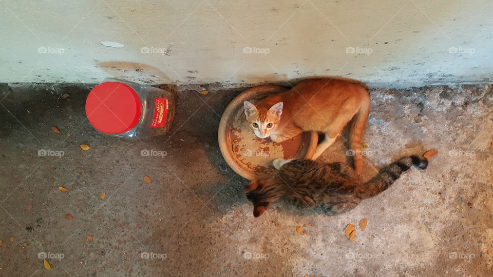 kittens having their meal