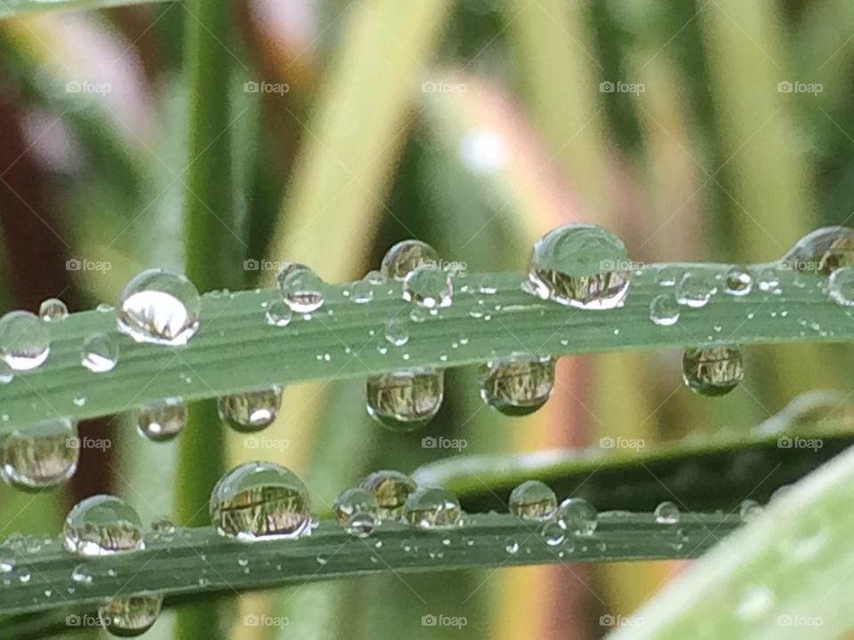 Raindrops