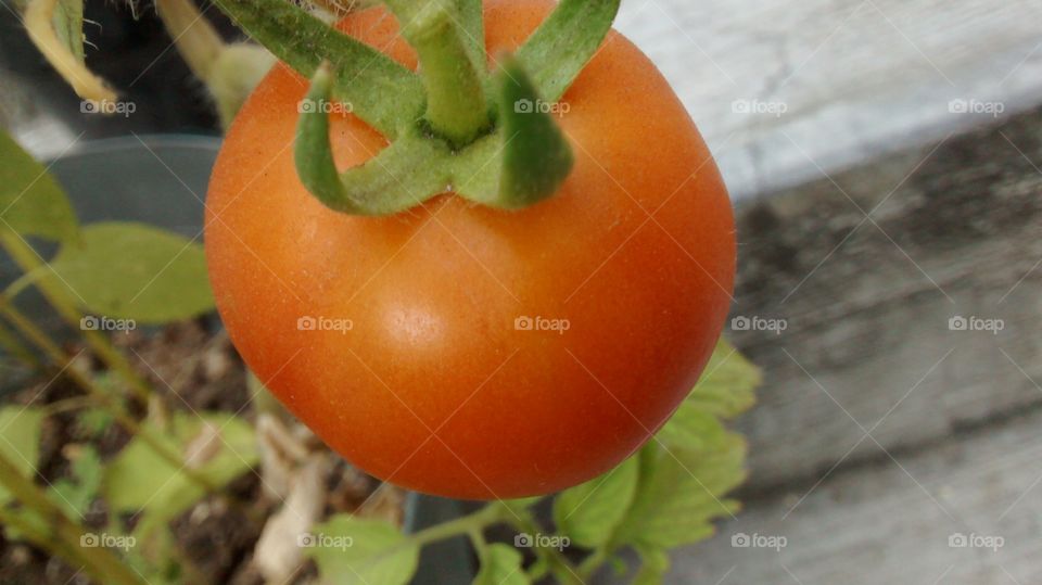 red tomato