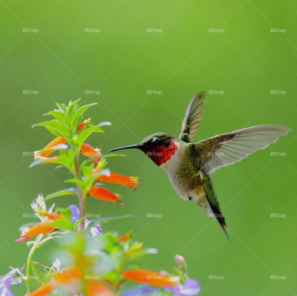 hummingbird