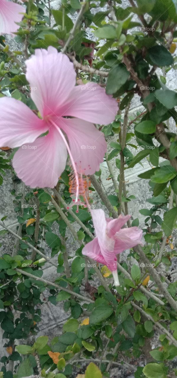 Rose blooms 🌺🧿❤️✨