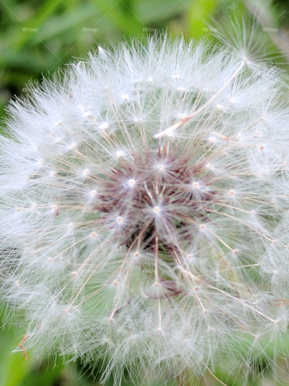 dandelion