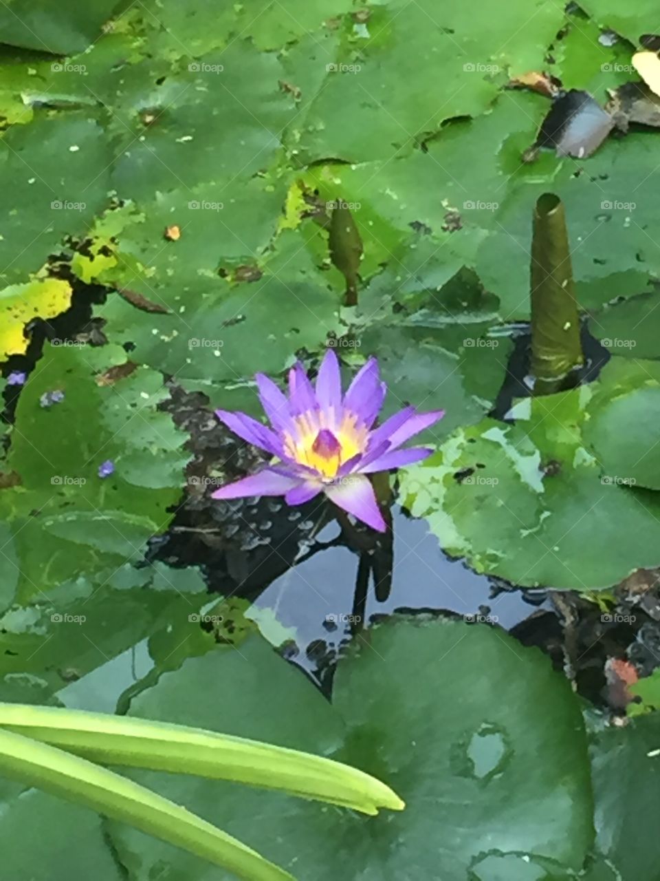 Water lily pond