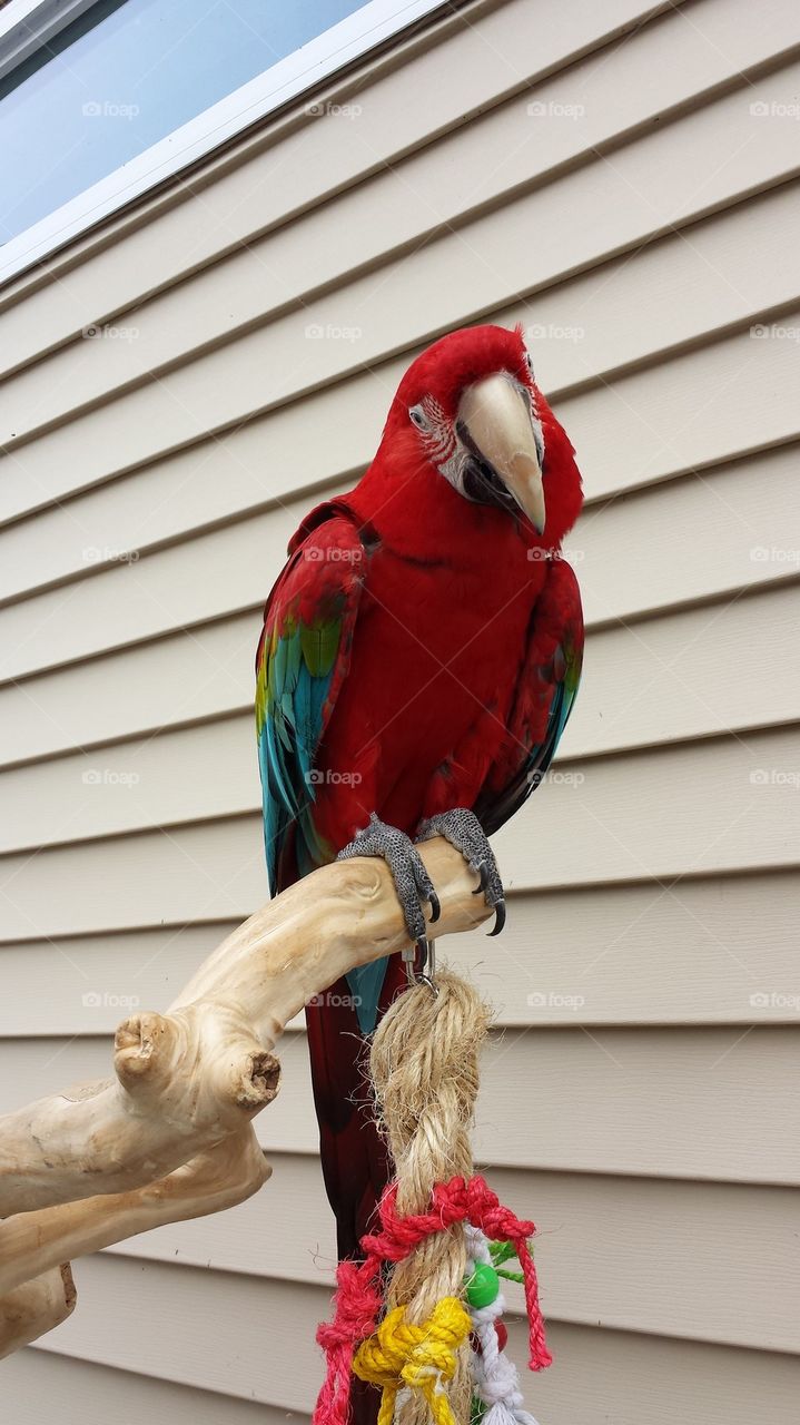 poll parrot