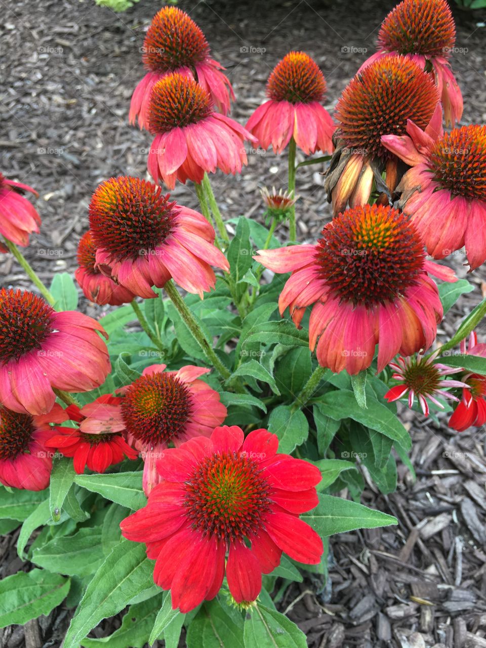 Red cone flowers