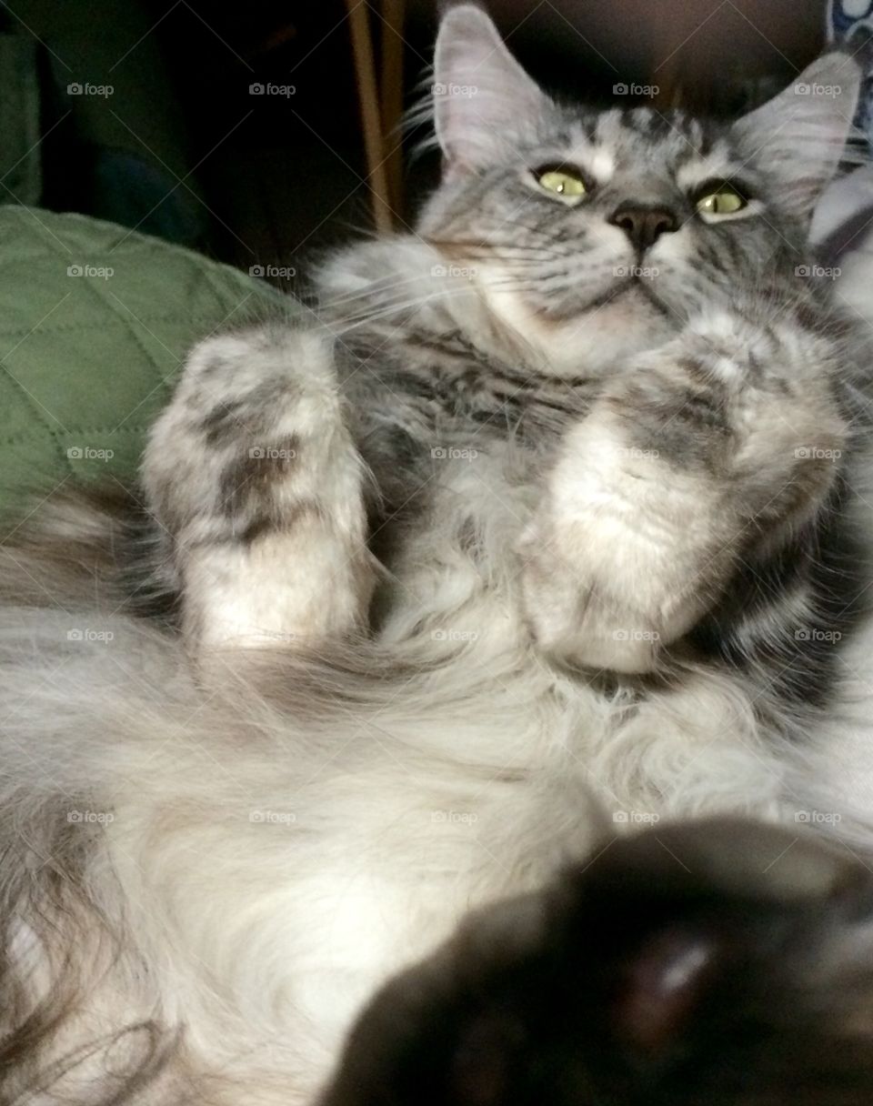 Frisco taking a snooze..