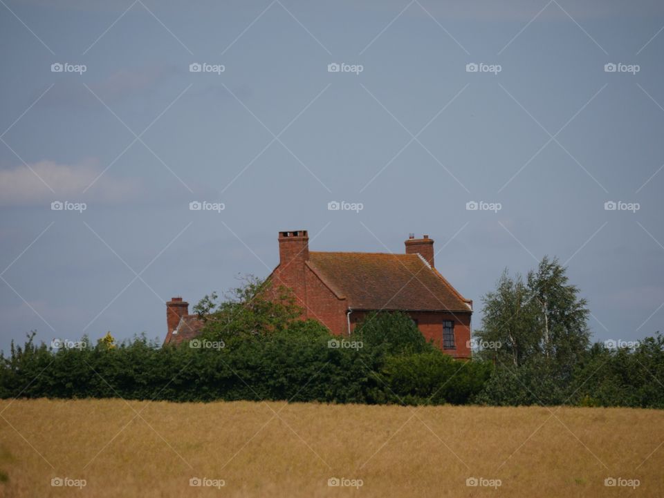 Crops. English farm