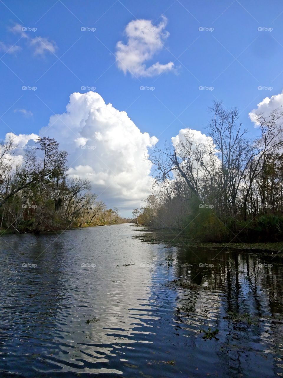 Bayou in New Orleans 